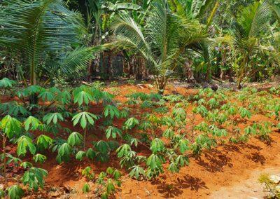 Tapioka-Anbau zur Selbstversorgung. Die Deutsch-Indische Stiftung unterstützt Familien mit nachhaltiger Landwirtschaft, damit sie sich selbst ernähren und langfristig unabhängiger leben können.